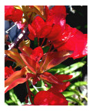 Red Bouganvilla