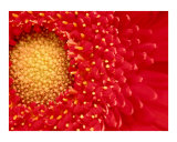 Red Gerber Daisy