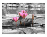Pink Water Lilies