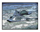Rays laying on the sand