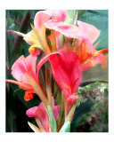 Pink Cannas