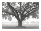 Silhouette Oak