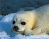 Snow Seal