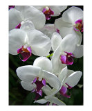 Spray of Orchids