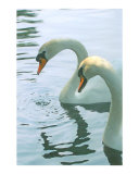 Swans