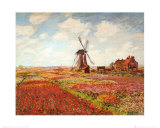 Tulip Fields with the Rijnsburg Windmill