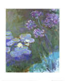 Water Lilies and Agapanthus