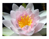 Water Lily