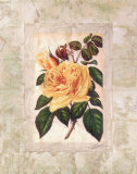 Victorian Rose II