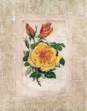 Victorian Rose I