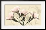 Misty Reflection Oleander
