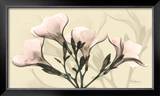 Misty Reflection Oleander