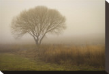 Tree in Field
