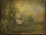 Tendre Charolais