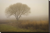 Tree in Field