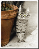 Minou