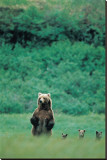 Grizzlies