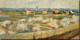 Peach Blossoms in the Crau  c1889