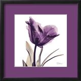 Royal Purple Parrot Tulip