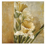 Champagne Daffodils II
