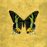 Butterfly on Gold