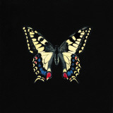 Butterfly on Black
