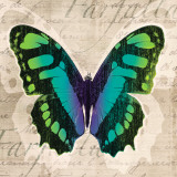 Butterflies II