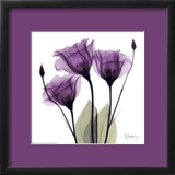 Royal Purple Gentian Trio