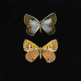 Pair of Butterflies on Black