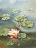 Water Lily with Pink Blossom
