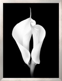 Two White Calla Lilies
