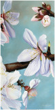 Almond Panel II