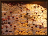 Lotus Pond
