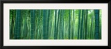 Bamboo Forest  Sagano  Kyoto  Japan