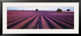 Lavender Field  Fragrant Flowers  Valensole  Provence  France