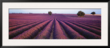 Lavender Field  Fragrant Flowers  Valensole  Provence  France