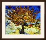 Mulberry Tree  c1889