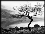 Solitary Tree on the Shore of Loch Etive  Highlands  Scotland  UK