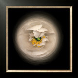 Ranunculus no 15