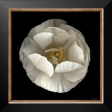 Folded Ranunculus