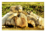 The Sheep