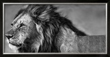Lion Eyes