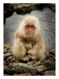 Snowy the Snow Monkey