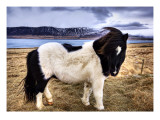 Icelandic Sheepdog