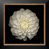 Dahlia 22
