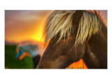 Flaxen Horse at Sunrise