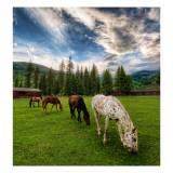 Horses on an Evening Meadow