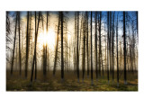 The Skeletons at Sunrise