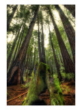 The Giants in the Muir Woods