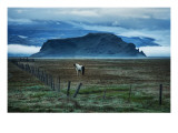 Horse in Landscape